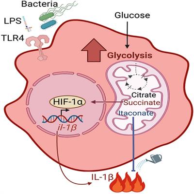 Staphylococcus aureus adaptive evolution: Recent insights on how immune evasion, immunometabolic subversion and host genetics impact vaccine development